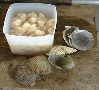 Cleaned scallops